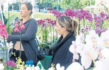  ?? HAL COPELAND ?? Silvia Sanchez and Rosi Vallatoro get orchids ready to sell during the 18th season of Boca Raton Green Market.