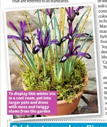  ??  ?? To display this winter iris in a cool room, pot into larger pots and dress with moss and twiggy stems from the garden