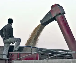  ??  ?? Argentina es el tercer productor de cereales y oleaginosa­s a nivel mundial.