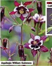  ?? ?? Aquilegia William Guinness