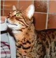  ?? Foto: Andrea Strauß ?? Bengalkatz­e Kimba kam vor drei Tagen ins Tierheim.