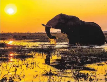  ??  ?? Josef Niedermeie­r war im Süden Afrikas unterwegs und hat einen Elefanten am Chobe fotografie­rt.