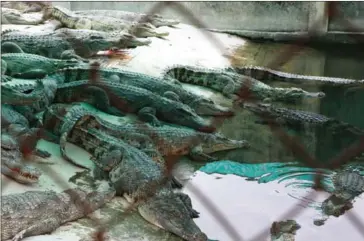  ?? HENG CHIVOAN ?? Crocodiles seen through a fence last week at a crocodile farm in Kandal province.