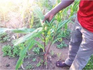  ?? Photo: Hope Abah ?? A farmer shows maize plants eaten up by the worms in Benue State.