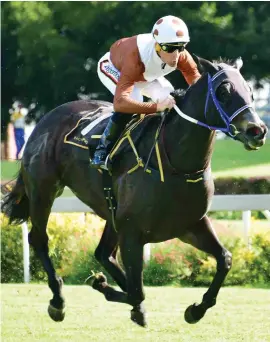  ?? Picture: JC Photograph­ics ?? IMPRESSIVE. Celtic Sea made a spectacula­r return to racing in Race 7 at the Vaal yesterday. Ridden by Gavin Lerena and going off at 5-10, Sean Tarry’s charge hit the front at around the 400m mark and without much fuss went clear of her rivals in a Pinnacle Stakes for fillies and mares over 1400m to beat Chitengo (22-1) by 2.25 lengths.