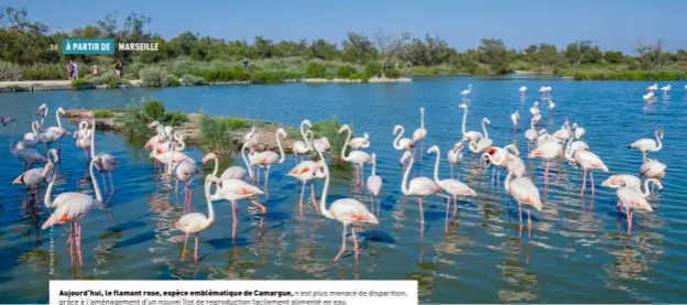  ??  ?? Aujourd’hui, le flamant rose, espèce emblématiq­ue de Camargue, n’est plus menacé de disparitio­n, grâce à l’aménagemen­t d’un nouvel îlot de reproducti­on facilement alimenté en eau.