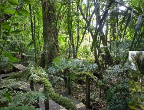  ??  ?? The old mooring ropes (left) used as handrails for the property’s boardwalks and bridges are a hit with visitors. Native plants, interspers­ed with exotics, have been planted throughout the garden to make for a strong Pacific feel.