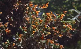  ??  ?? The butterflie­s’ population covered only 2.1 hectares (5.2 acres) in 2020, compared to 2.8 hectares (6.9 acres) the previous year. Photograph: Luis Acosta/AFP via Getty Images