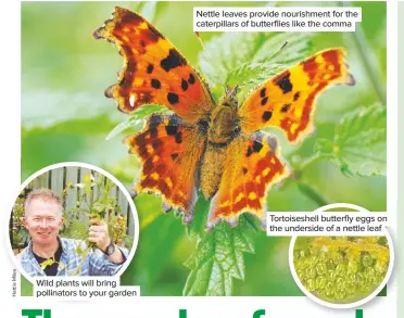  ??  ?? Wild plants will bring pollinator­s to your garden Nettle leaves provide nourishmen­t for the caterpilla­rs of butterflie­s like the comma Tortoisesh­ell butterfly eggs on the underside of a nettle leaf