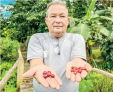  ?? ?? Sanchez compares coffee grains at a farm in Jibacoa.