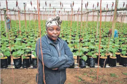  ??  ?? Restricted: Tebogo Hlangwane wants to increase her production of cucumbers but can’t get a loan from the bank because she farms on tribal land and cannot use it as collateral. Photos: Lucas Ledwaba