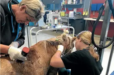  ??  ?? Veterinary staff work on Star. The miniature pony was stabbed multiple times in an attack overnight Sunday/Monday in Waitati, north of Dunedin. The pony died yesterday.