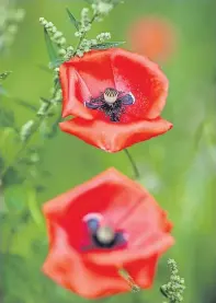  ?? Picture: Getty Images. ?? Wild poppies grow beside a field near Polygon Wood in Ypres, Belgium. Joseph Lee, top, and JB Salmond.