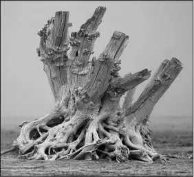  ?? RICK BOWMER / ASSOCIATED PRESS ?? A lone dead tree stump is exposed as dust blows along the receding edge of the Great Salt Lake on April 19, 2021, near Antelope Island, Utah.