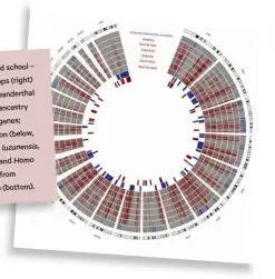  ??  ?? – High tech and old school chromosome maps (right) can show the Neandertha­l and Denisovan ancestry coded into our genes; teeth comparison (below, from left Homo luzonensis, Homo erectus and Homo sapiens; tooth from Denisova Cave (bottom).