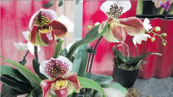  ?? PHOTOS: DEAN FOSDICK/THE ASSOCIATED PRESS ?? Elegant and sophistica­ted, orchids are a popular choice for people who view plants as living decor. In addition to their esthetic qualities, plants can be therapeuti­c.