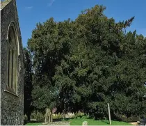  ?? Picture: SWNS ?? Attacked...the tree in churchyard at Milton Lilbourne