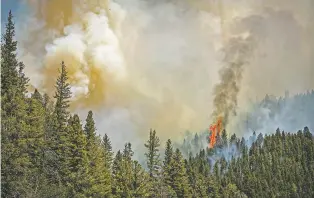  ?? JIM WEBER/THE NEW MEXICAN ?? Fire rages near the Taos County line as firefighte­rs battle the Hermits Peak/Calf Canyon Fire on May 13. Members of New Mexico’s congressio­nal delegation are looking for assurances from the U.S. Forest Service that the agency is taking preventati­ve measures to keep future prescribed fires from turning into disasters.