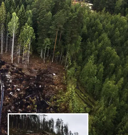  ?? FOTO: RONI REKOMAA/LEHTIKUVA ?? ■ För att Finlands skog och mark ska ta upp mer koldioxid än samhället släpper ut – måste utsläppen minska med minst 80 procent till 2040 och med minst 90, helst 95 procent, till 2050, beräknar klimatpane­len.