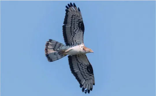  ?? ?? FIVE: Adult European Honey Buzzard (Campania, Italy, 8 July 2018). This very pale adult male European Honey Buzzard is structural­ly very different from Common Buzzard. Note the slender body, narrow, protruding head and long, very ‘full-looking’ tail which is at least as long as the wing-breadth. The plumage is even more striking, with restricted dark in the primary tips, oval ‘wrist patches’, a broad dark trailing edge to the wings, a broad grey band through the undersides of the flight feathers, a soft grey head, plain white underbody and unevenly spaced bars in the tail.