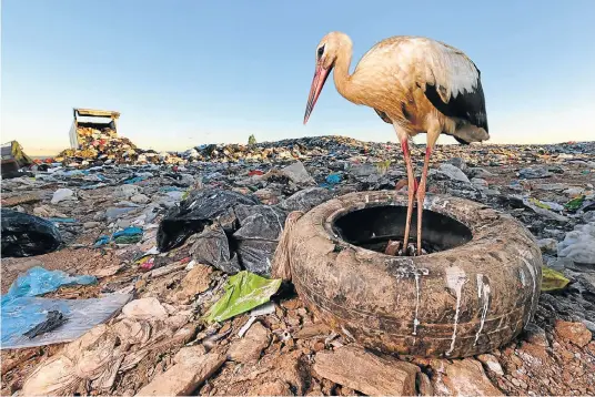  ?? Picture: Jasper Doest @jasperdoes­t ?? FEAST OR FLIGHT
A white stork waiting for food that will be arriving shortly after sunrise at this landfill in Portugal. White storks traditiona­lly make an epic annual migration from Europe to West Africa, flying thousands of kilometres to find...