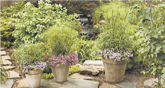  ?? PROVEN WINNERS ?? Graceful Grasses, Baby Tut, Prince Tut and King Tut papyrus show their versatilit­y in mixed containers.