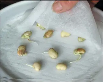  ?? ASSOCIATED PRESS ?? This undated photo shows seeds being tested in New Paltz, N.Y. Seed testing, which involves sprouting about twenty seeds, is a good way to know whether a packet of seeds is worth re-using this coming growing season.