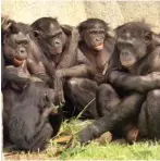  ?? ?? Bonobos: highly socially tolerant