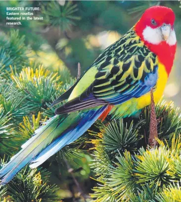  ??  ?? BRIGHTER FUTURE: Eastern rosellas featured in the latest research.