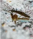  ?? Foto: Pleul, dpa ?? Stechmücke­n werden immer gefährli‰ cher, sagen Forscher.