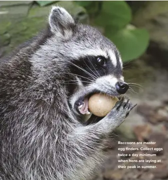  ??  ?? Raccoons are master egg finders. Collect eggs twice a day minimum when hens are laying at their peak in summer.