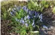  ?? MARKCULLEN.COM ?? Scilla will erupt in small, vibrant blue flowers in the early part of the spring-flowering season.