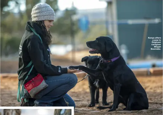  ??  ?? Kenya offers a paw to Dogtown caregiver
Megan Boemeke.