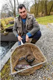  ??  ?? In jedem Teich von Sven Mair leben 3000 bis 5000 Tiere. Da nach kommen sie in ein kleineres Becken, die Hälterung.