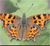  ??  ?? The Comma is a recent addition to Ireland’s butterfly fauna