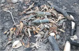  ?? ERIC HEWEY / THE CANADIAN PRESS ?? Dead sea creatures are shown washed ashore near Digby, N.S. A biology professor says the occurrence could be linked to tens of thousands of dead herring in St. Mary’s Bay.