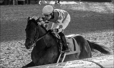  ?? AMANDA HODGES WEIR/HODGES PHOTOGRAPH­Y ?? Yockey’s Warrior runs next in the Count Fleet at Oaklawn or the Commonweal­th at Keeneland.