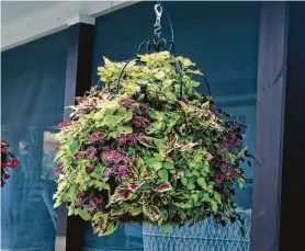  ?? “Instant Container Gardens” / Color Garden Publishing ?? A mix of coleus plants is perfect for a shady spot.