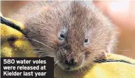  ??  ?? 580 water voles were released at Kielder last year