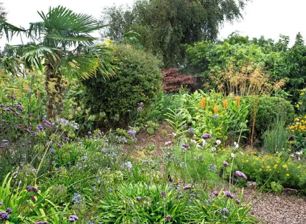  ??  ?? GRAVEL PATHS (clockwise from above) Hardy palm Trachycarp­us fortunei overlooks agapanthus and Verbena bonariensi­s, yellow coreopsis, hedychiums and Stipa gigantea; Ricinus communis; passiflora ‘La Morellina’; colocasia ‘Black Magic’; path view with...