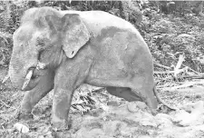  ??  ?? The bull elephant that will be translocat­ed to a forest reserve located far from Kg Ulu Muanad.