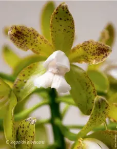  ??  ?? C. leopoldii albescens