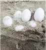  ??  ?? Children at a school on the east coast of Australia recently dug up what may have been the eggs of a deadly snake.
