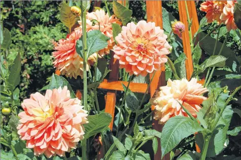  ?? SUBMITTED ?? Start dahlias now in order to enjoy the longest possible season of colour.