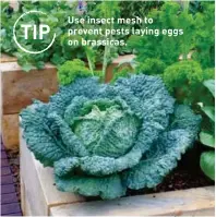  ??  ?? Use insect mesh to prevent pests laying eggs on brassicas. TIP