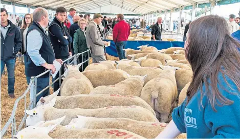  ??  ?? Many sheep buyers will not take breeding data figures into considerat­ion at market.