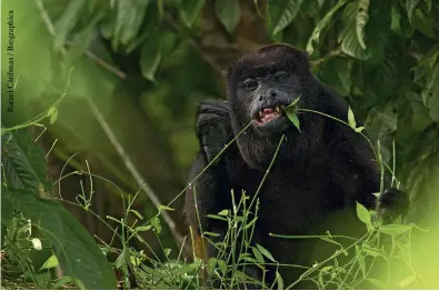  ??  ?? Izquierda. El momoto picudo ( Electron platyrhync­hum) es común en bosques húmedos. Arriba. De las cuatro especies de primates que alguna vez vivieron en el trópico y subtrópico de Quito, el mongón o aullador ( Alouatta palliata) es todavía frecuente.