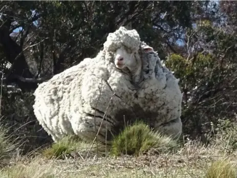  ?? AFP/GETTY IMAGES ?? The very woolly sheep, named Chris after a sheep featured on a TV show, shed almost half his weight after getting a much-needed shear.