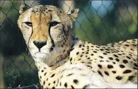  ??  ?? The exhibit offers spots to get close-up views of animals, including this cheetah.