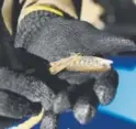  ??  ?? Volunteer John Andrick last month clips off the left pelvic fin from a young rainbow trout so the fish and others can be identified after being released in the Arkansas River.